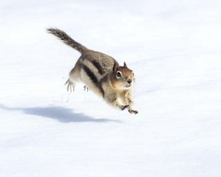 a ground squirrel running through the snow.